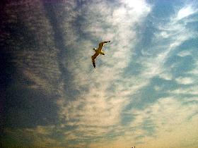 Seagulls everyvhere around (June 2004)