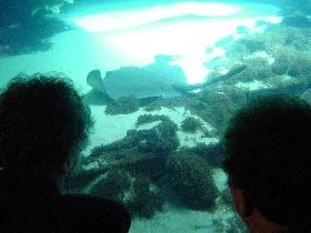Brooklyn Aquarium (May 2005)