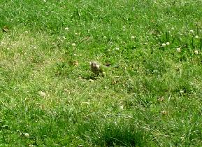 Green parrot in a grass - what could be better for a photographer (May 2005)