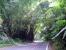 El Yunque (July 2005)