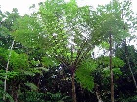 Fern of the size of a tree (July 2005)