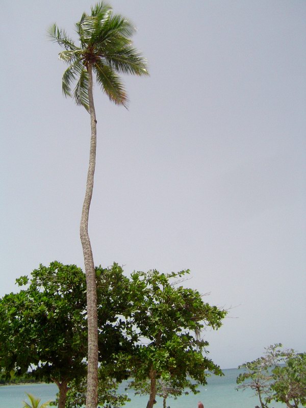 Palm in the Sun Bay (July 2005)