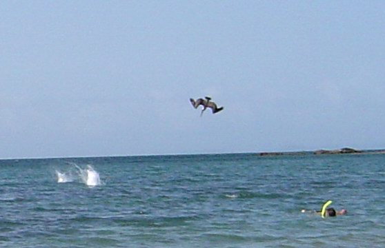 Fishing pelicans (July 2005)
