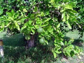 Orange tree (July 2005)