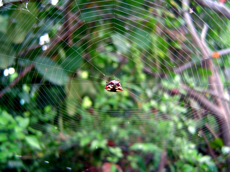 Little spider (July 2005)