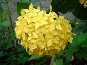 Flowers on the island (July 2005)