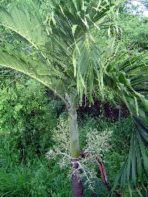 Blooming royal palm (July 2005)