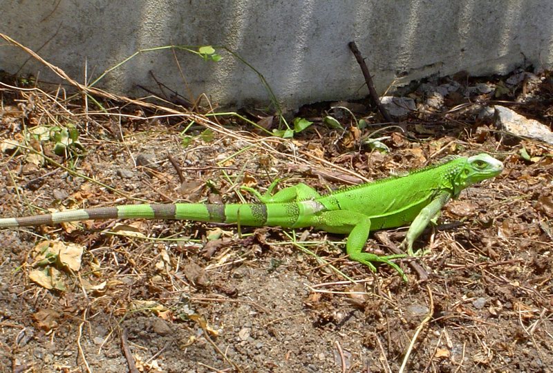 Such iguanas are common here (July 2005)