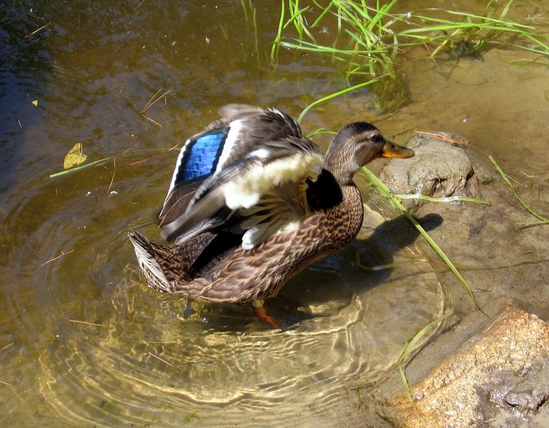 A mallard on the Crooked River (August 2005)