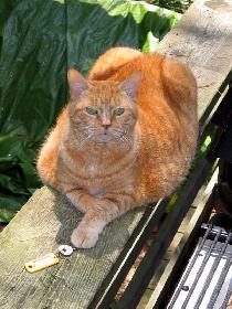 This is probably the world's fattest cat (August 2005)