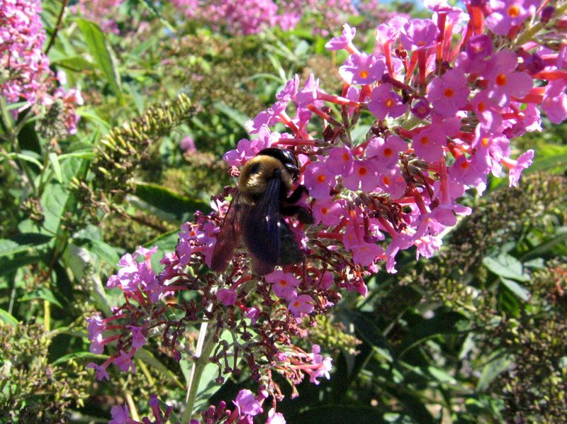Bumble-bee (October 2005)