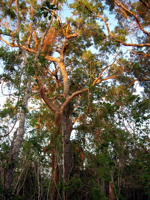 Everglades National Park (December 2005)