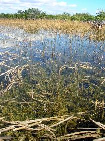 Everglades National Park (December 2005)