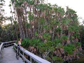 Everglades National Park (December 2005)