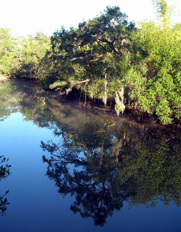 Do you see any alligators? (December 2005)