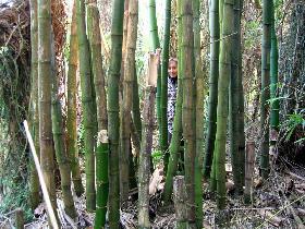 How many bamboo tree can you see? (December 2005)