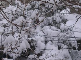 Snow (February 2006)