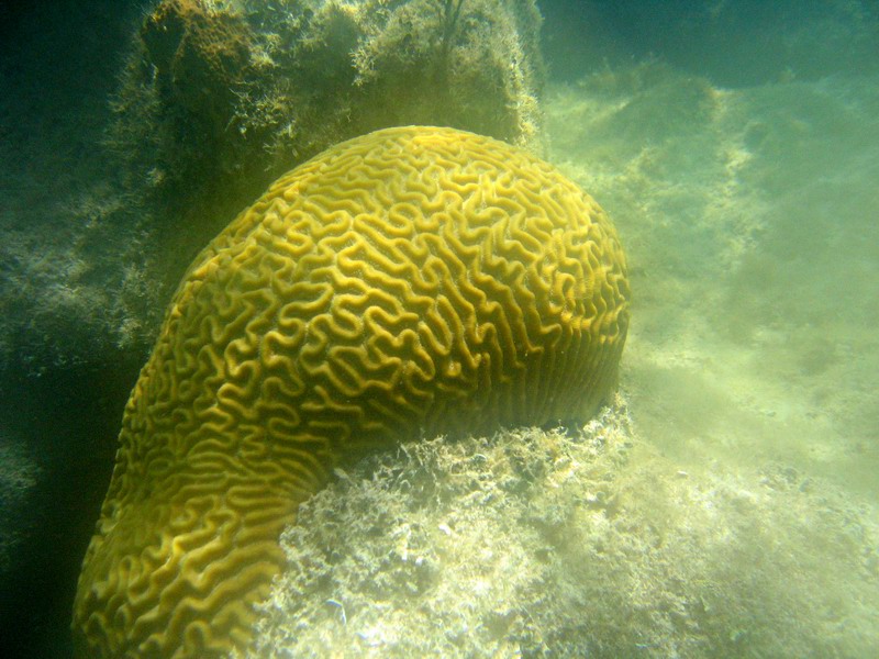 Obrovsk mozgov koral (Aprl 2006)