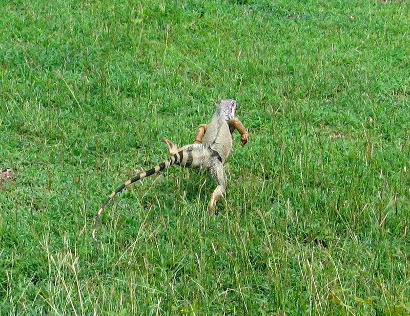 Videli sme tu u vea legunov, ale toto je prv krajci. Katka vrav, e mu u chba len aktovka pod pazuchu. (Aprl 2006)