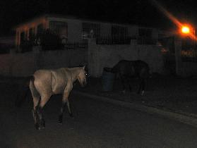 The very first time in our life we see horses eating from a trash can (April 2006)