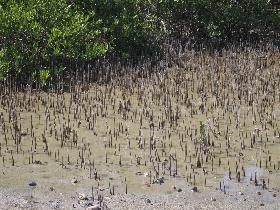 Young mangroves (April 2006)