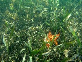 At this place, many starfish are living. (April 2006)