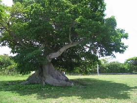 Ceiba Tree & Mosquito Pier (April 2006) Ceiba Tree & Mosquito Pier (April 2006)