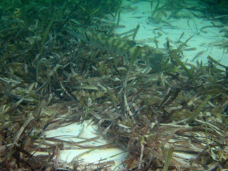 Číhajúca morská šťuka (Apríl 2006)