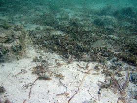 Young barracuda lurking hidden in a shoal of small sardines. The eventual prey is on the right. (April 2006)