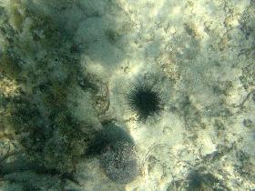 Sea urchin (April 2006)