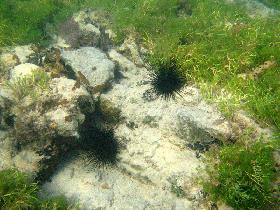 Sea urchins, seastars, etc... (April 2006)