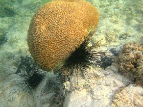Another sea urchins hidden close to a brain coral (April 2006)