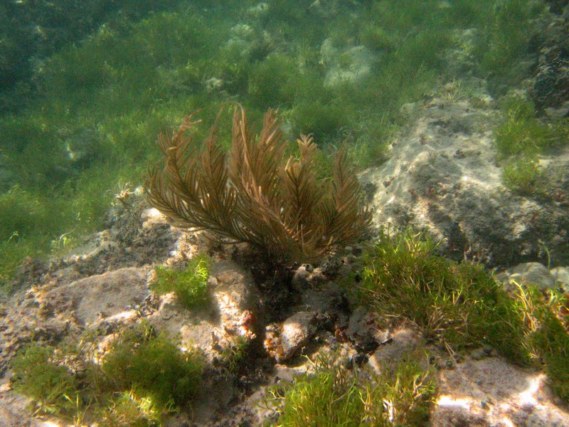 Corals, anemones, ... (April 2006)