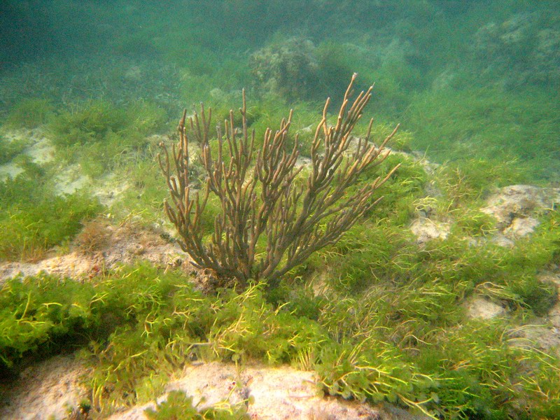 Coral (April 2006)