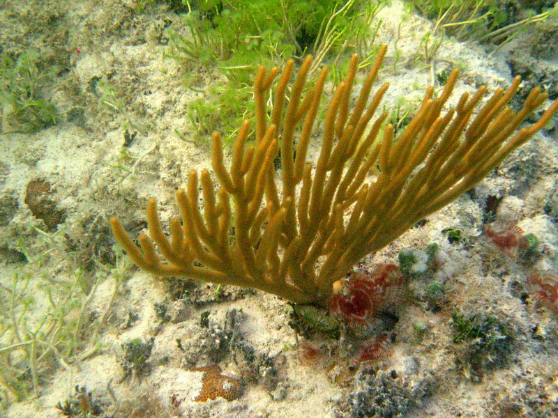 Mal morsk ervy okolo koralu vyzeraj ako kvety, i malik sasanky. Pri sebemenom pohybe sa bleskurchlo schovaj. (Aprl 2006)