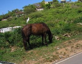 Horse with heron (April 2006)