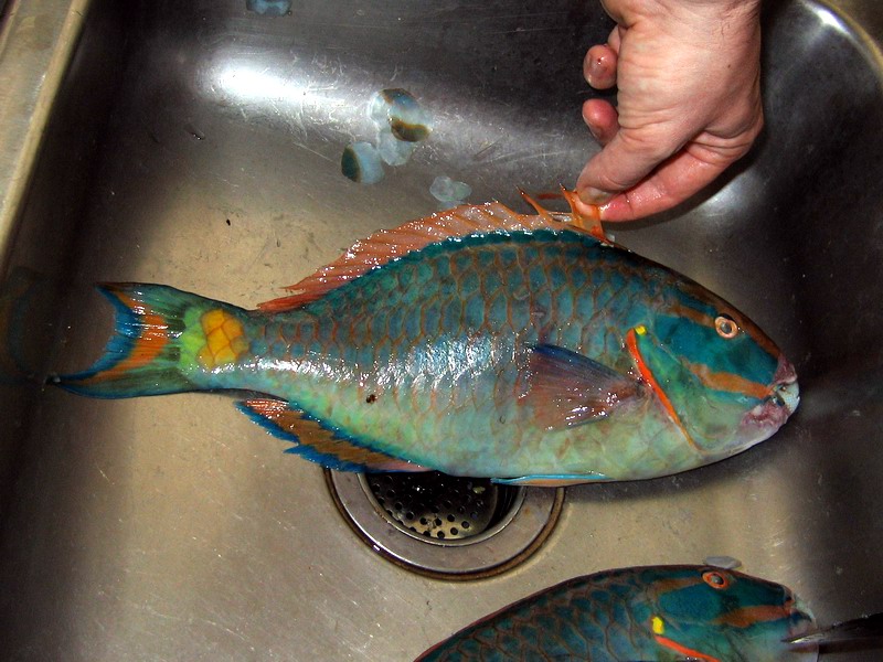 Parrot fish (April 2006)