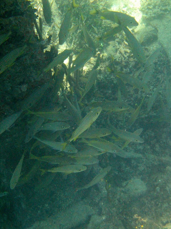 Shoal of fish in a shadow (April 2006)