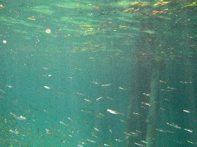 Snorkeling under the old pier in Esperanza (April 2006)