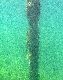 Snorkeling under the old pier in Esperanza (April 2006)