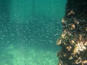 Snorkeling under the old pier in Esperanza (April 2006)