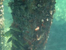 Snorkeling under the old pier in Esperanza (April 2006)