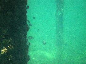 Snorkeling under the old pier in Esperanza (April 2006)