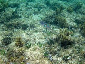 Katka discovered a shoal of squids (April 2006)