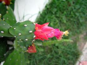 Flowering Prickly Pear (April 2006)