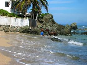 Horses on Vieques 2006 (April 2006)