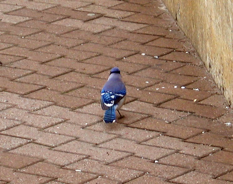 Blue Jay (May 2006)