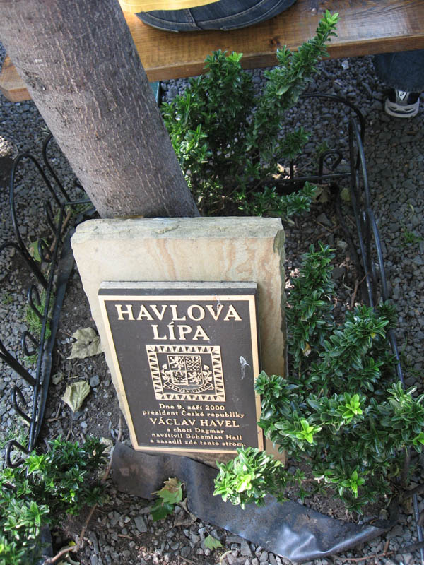 I have reserved 10 square feet for Havel's basswood. (May 2006)