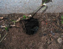 Big rain crab hidden in a hole right next to our house's wall (July 2006)