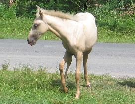 A foal near Mosquito Pier (July 2006)